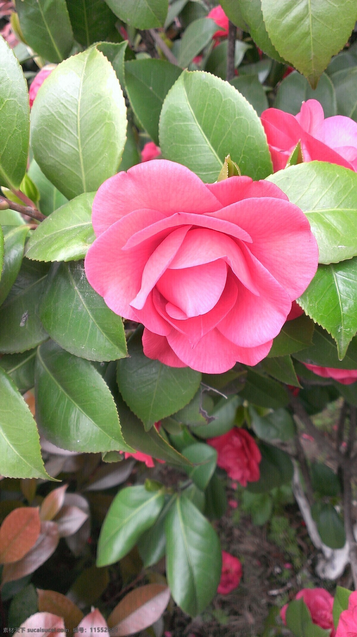 花 粉色花 山茶花 绿叶 一朵 生物世界 花草