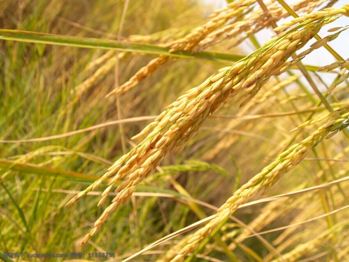 成熟的水稻 稻子 水稻 稻穗 成熟 农业 秋天 收获 稻田 生活百科 生活素材