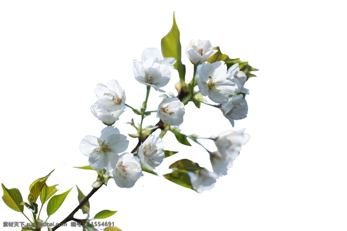 春暖花开 阳光 白色 花朵 春天 白色小花朵 绿叶白花 蓝天 树梢花朵 鲜花 花卉 一枝花