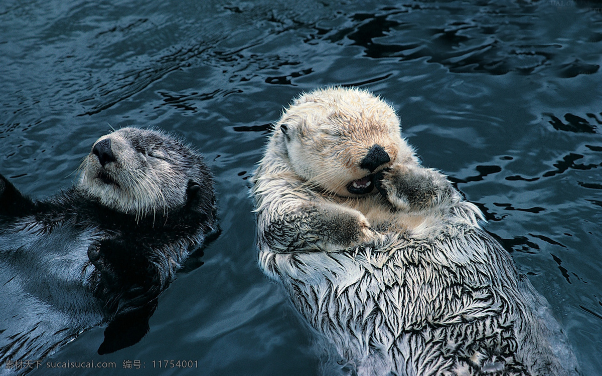 可爱 水 2只水獭 湿漉漉的水獭 游泳 动物图片 生物世界 野生动物