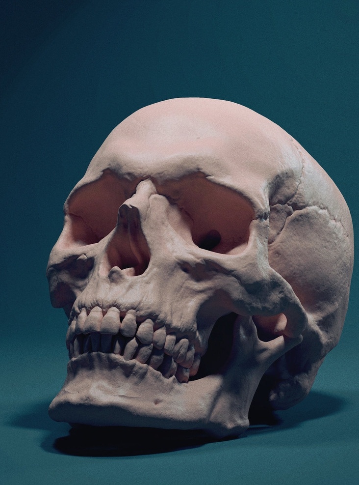头骨 骨头 头盖骨 人头骨 人头 人体解剖 文化艺术 美术绘画