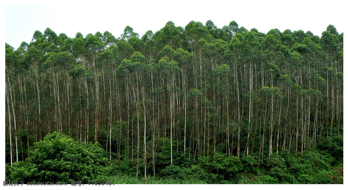 美丽 桉树林 树木 树林 风景 桉树 树木树叶 生物世界