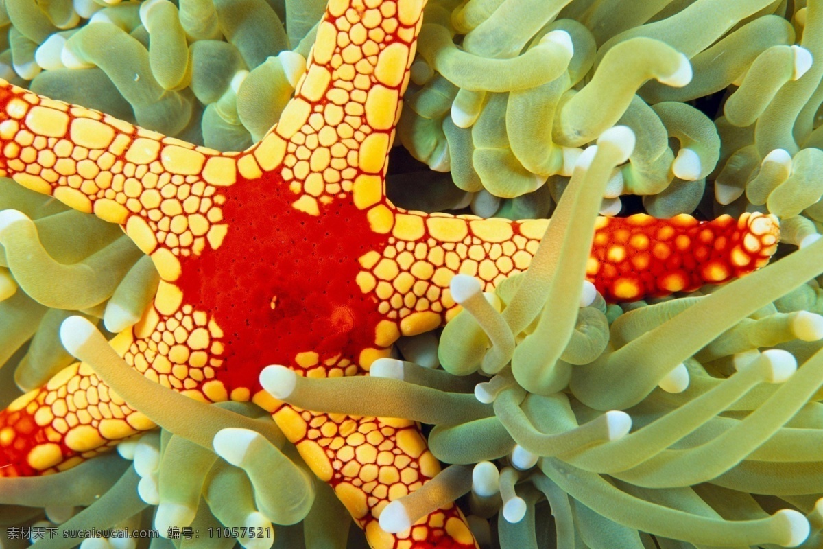 动物 海星 海草 海葵 生态 生物世界 海洋生物