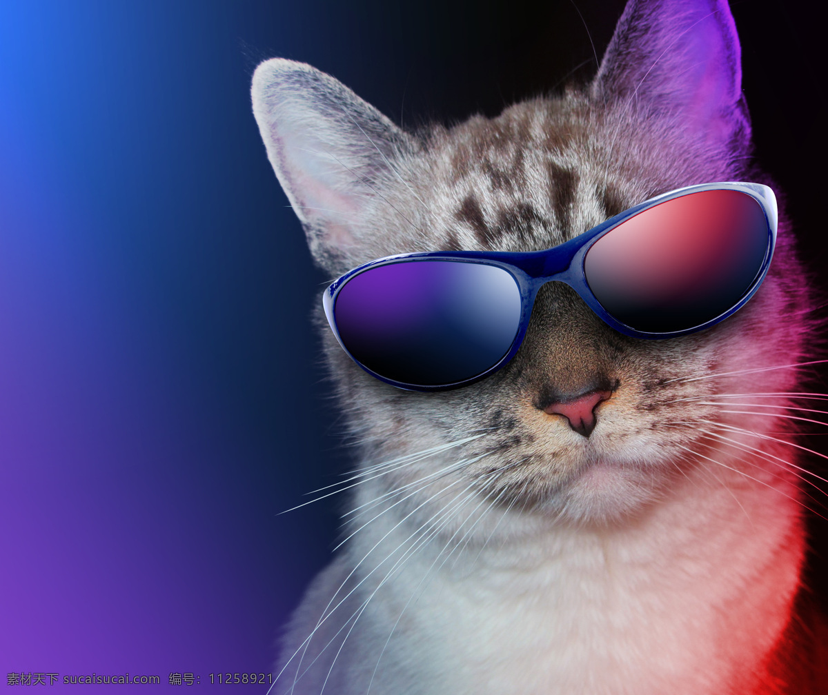 戴眼镜的猫咪 可爱 耍 酷 戴 眼镜 猫腻 高清 猫咪 彩色 紫色 喵星人