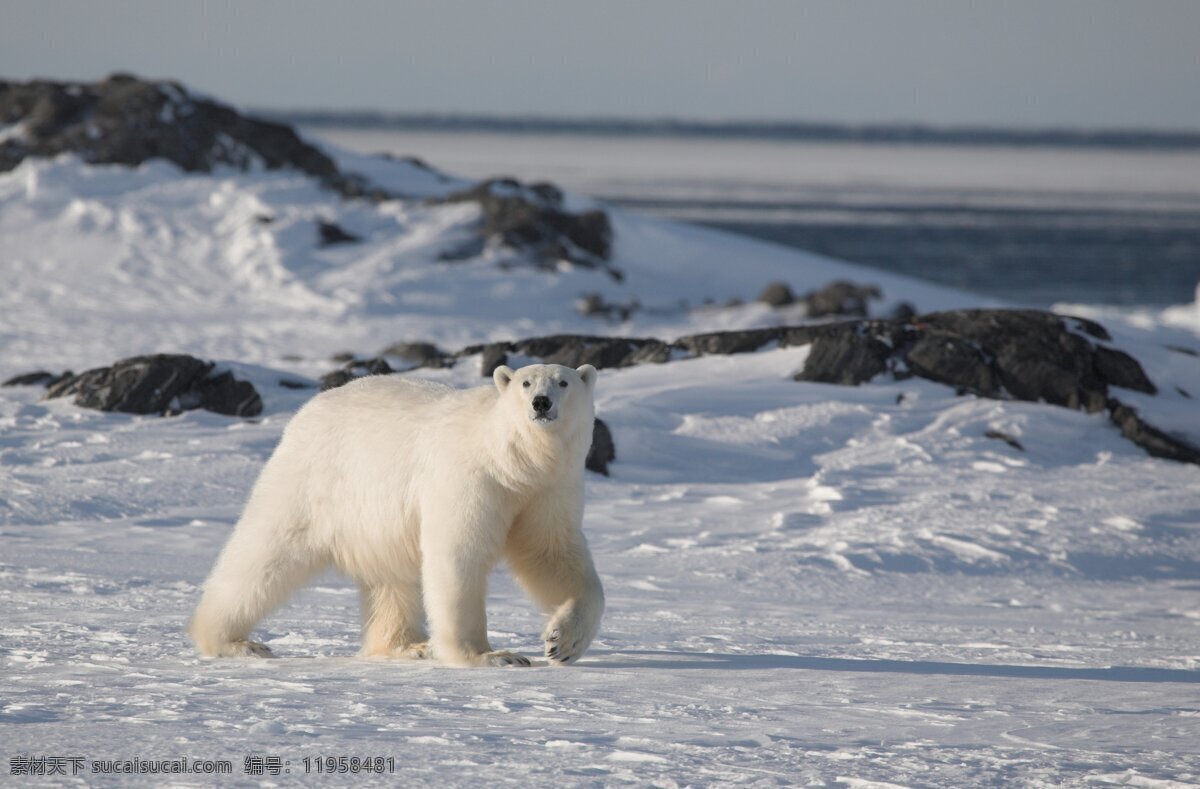 北极熊 背景 海报 北极熊背景 北极熊海报 白色北极熊 雪地北极熊 冰地北极熊 共享图片 生物世界 野生动物