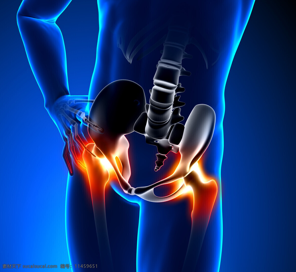 人体 股骨头 疼痛 人体模型 人体结构 人体器官 医学 生物 人体器官图 人物图片
