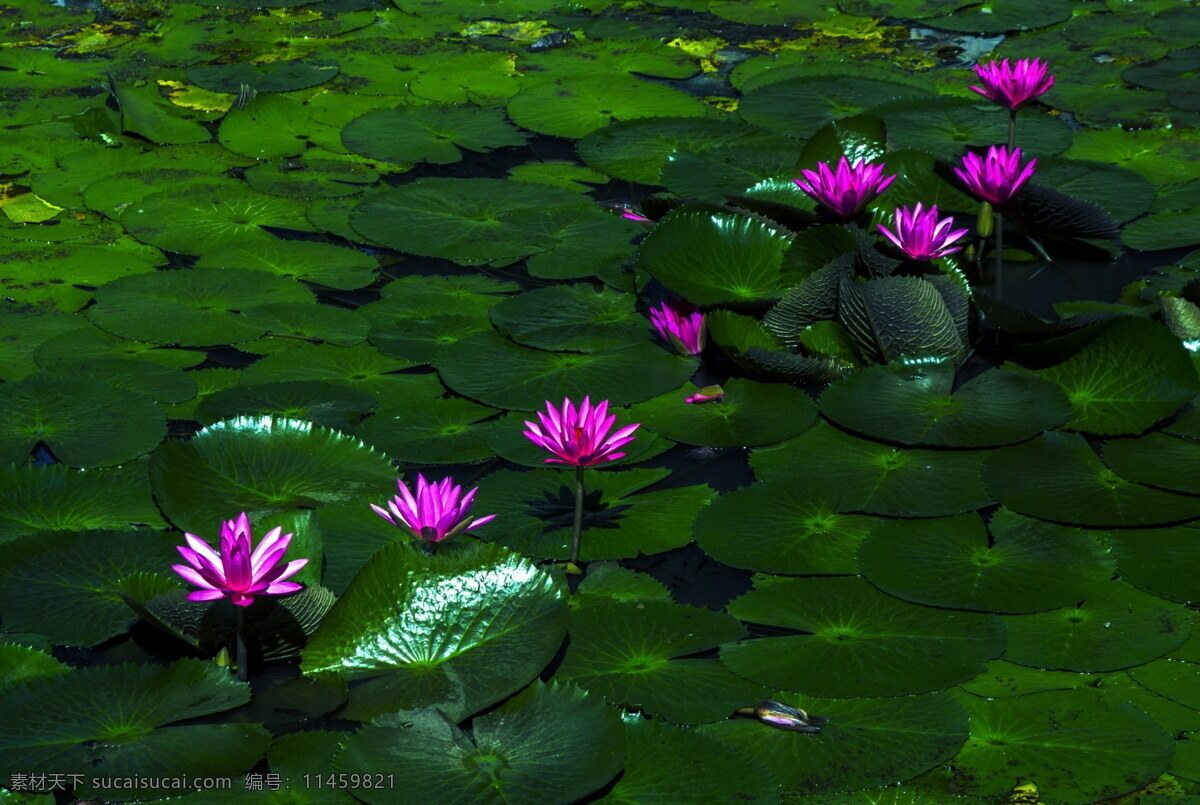 美丽 睡 莲花 高清 春天 莲花塘 莲叶 绿叶