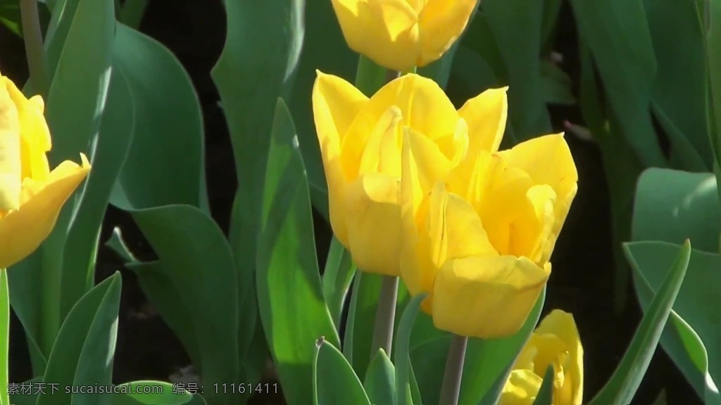 视频背景 实拍视频 视频 视频素材 视频模版 花卉 特写 特写视频 花卉视频