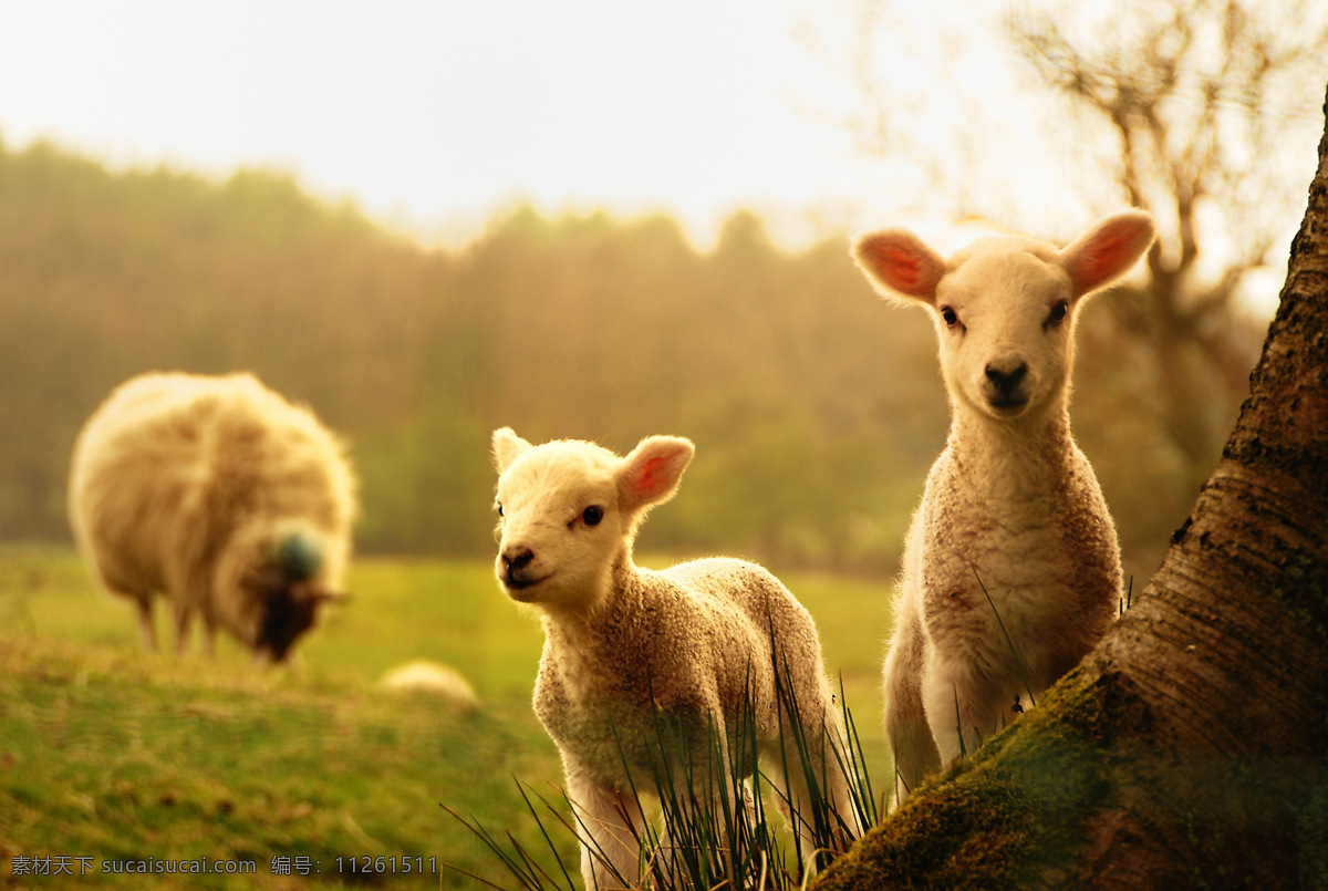 绵羊 小羊 动物 野生动物 可爱动物 保护动物 生物世界