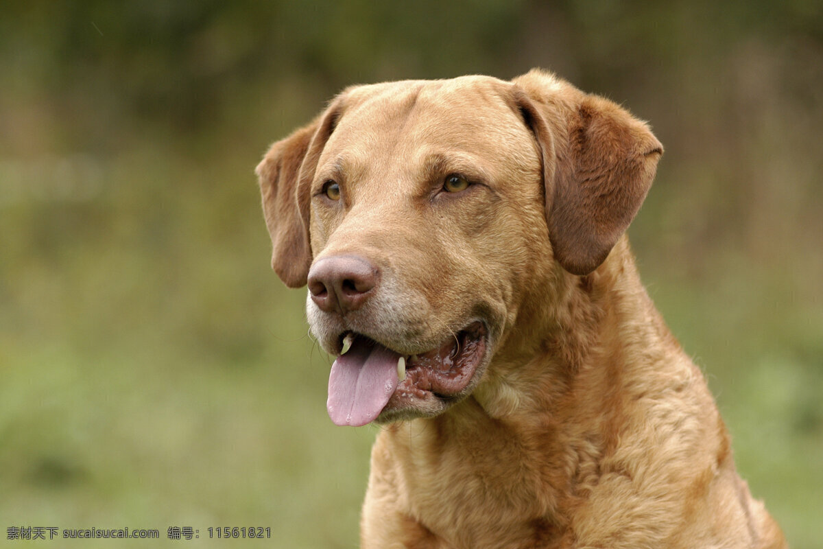 伸 舌头 宠物狗 小狗 犬 小狗图片 名贵犬种 宠物狗图片 可爱 小狗图片大全 宠物 小动物 狗狗图片 生物世界