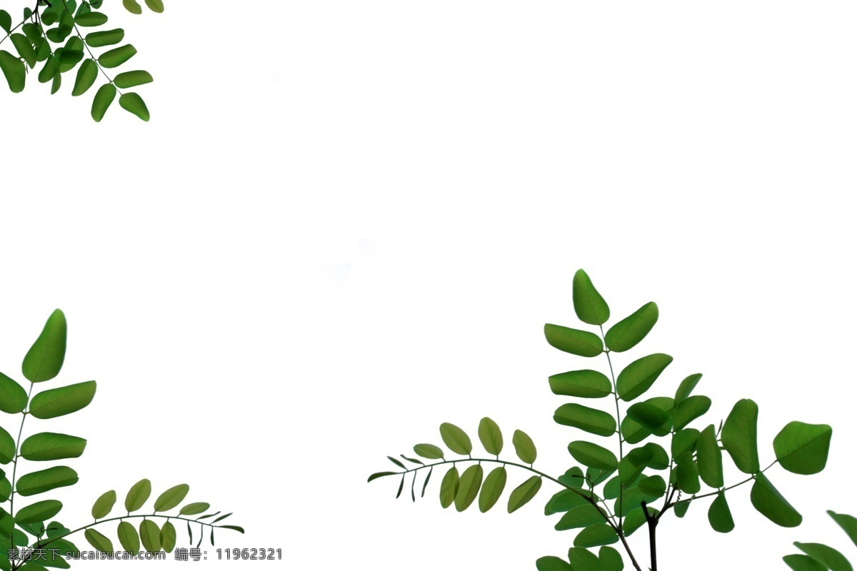 唯美免费下载 背景 标本 高清 绿叶 落叶 摄影图 生物世界 树 树木树叶 唯美 叶子 叶脉 自然 叶形