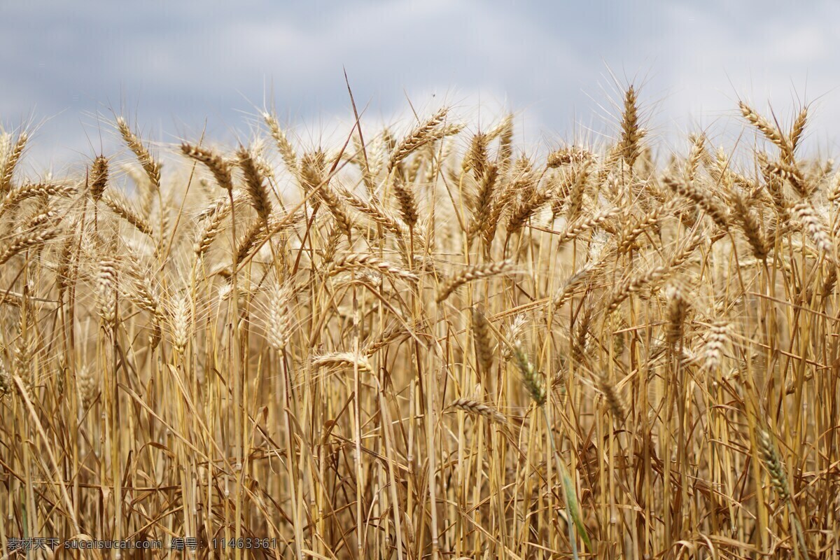 麦田 小麦 麦穗 成熟 麦子 生活百科 生活素材