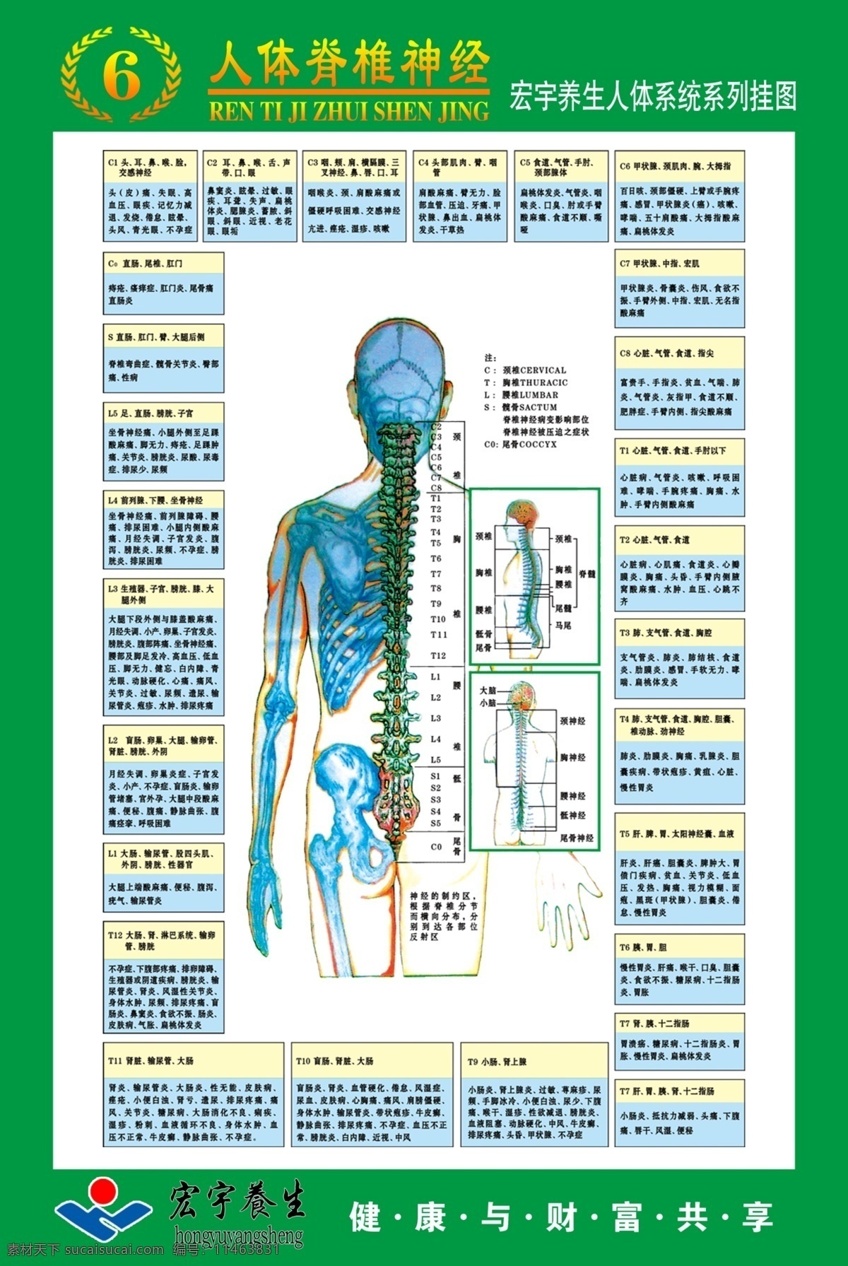 人体 系统 系列 图 脊椎 挂图 神经 展板模板 广告设计模板 源文件