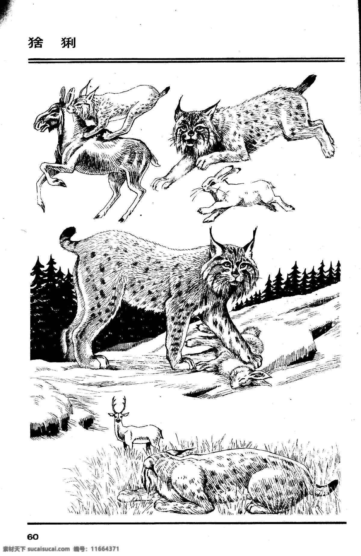 画兽谱64 猞猁 百兽 兽 家禽 猛兽 动物 白描 线描 绘画 美术 禽兽 野生动物 画兽谱 生物世界 设计图库