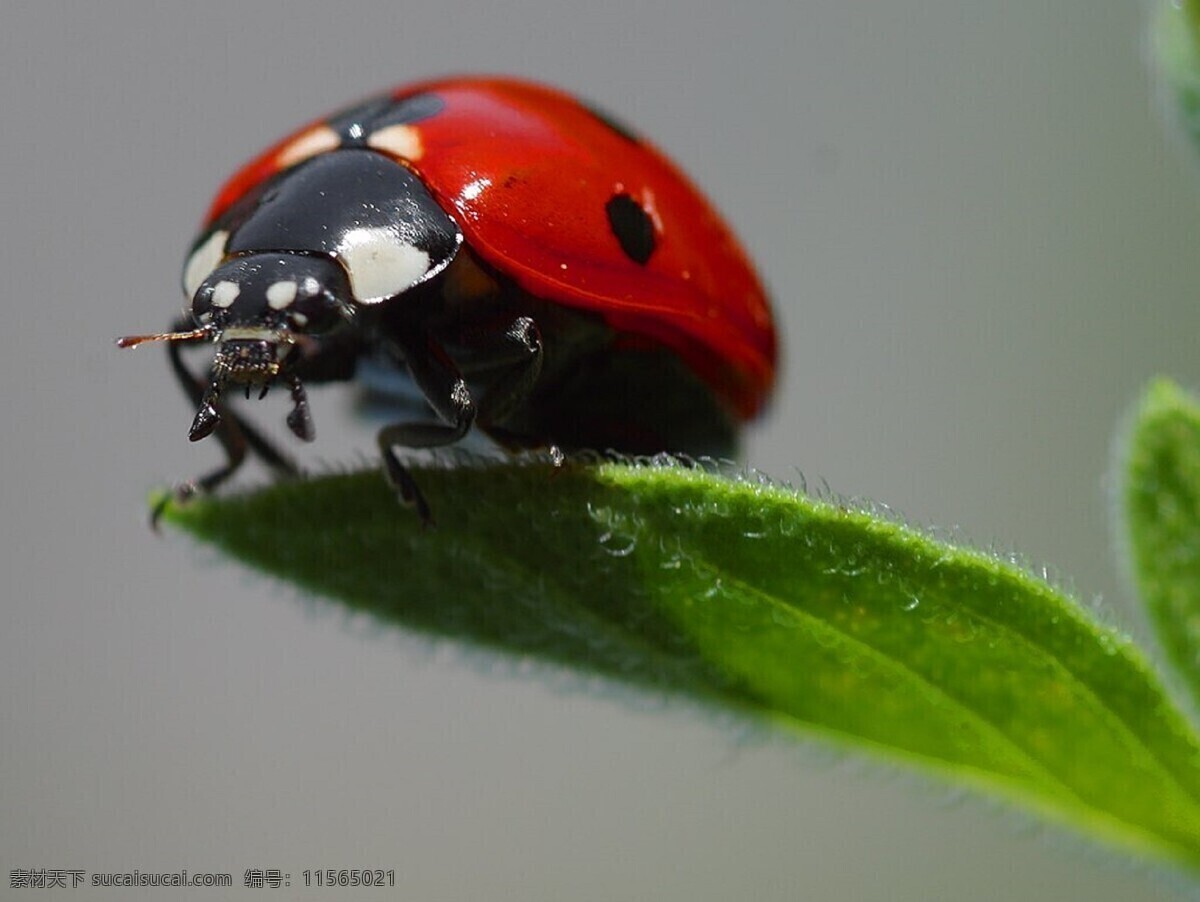 彩色 七星 瓢虫 七星瓢虫 彩色瓢虫 昆虫 虫子