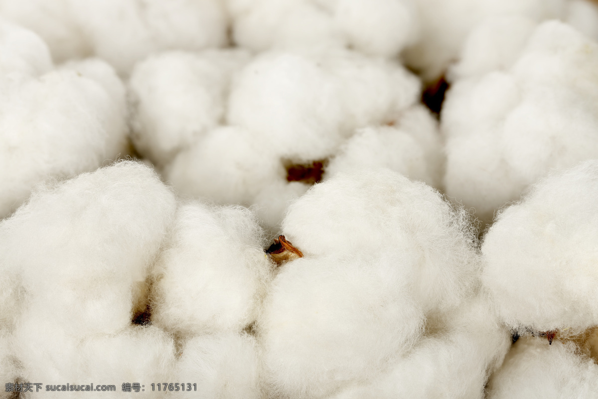 堆 棉花 白棉花 棉被 植物 农业 农作物 棉花图片 农业生产 现代科技