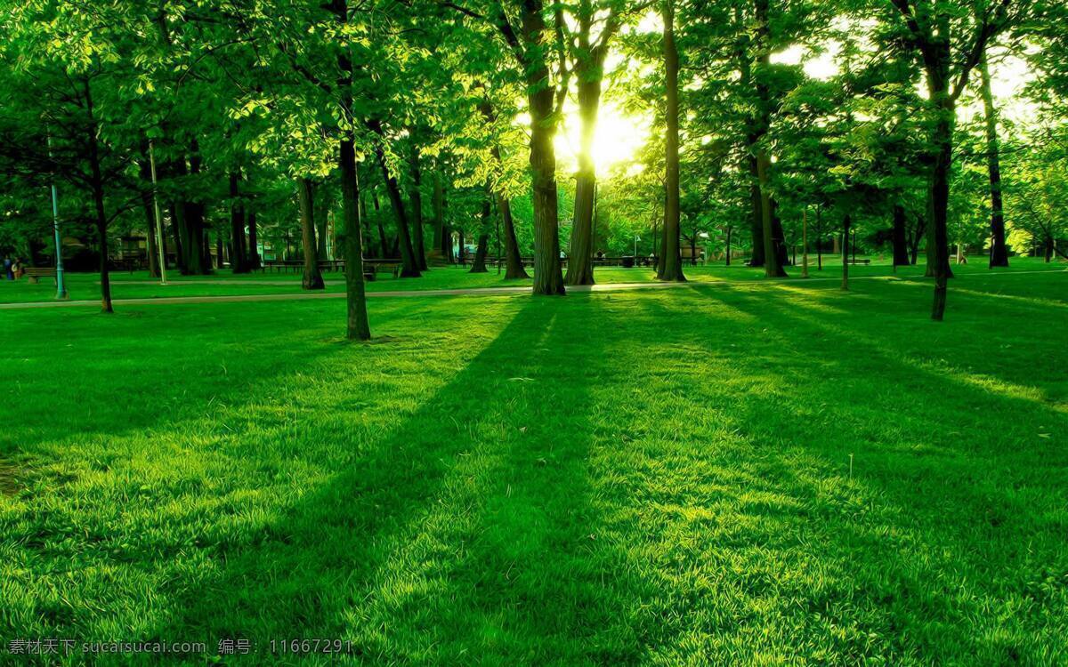 树林 绿树 绿色风景 草坪 草原 绿草 草 小草 树木 树叶 树 大树 小路 公园 绿化带 自然景观 自然风景