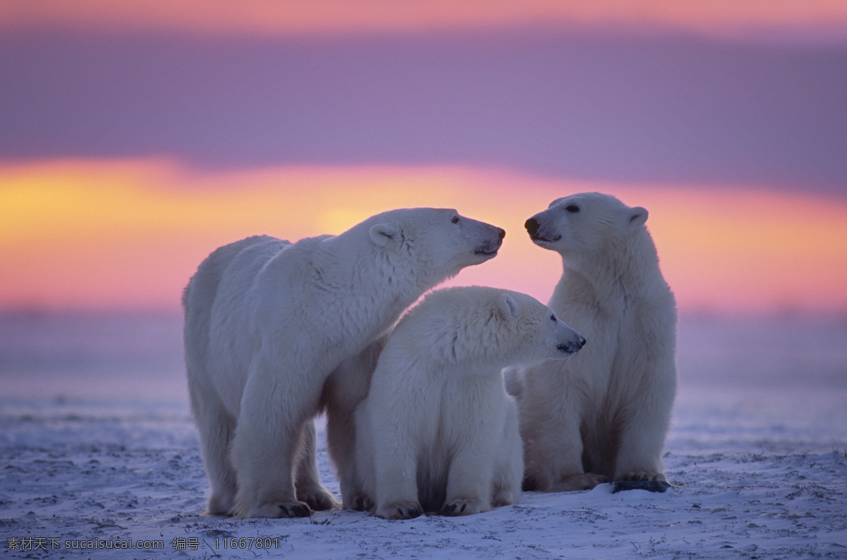 唯美 炫酷 动物 可爱 北极熊 野生 生物世界 野生动物
