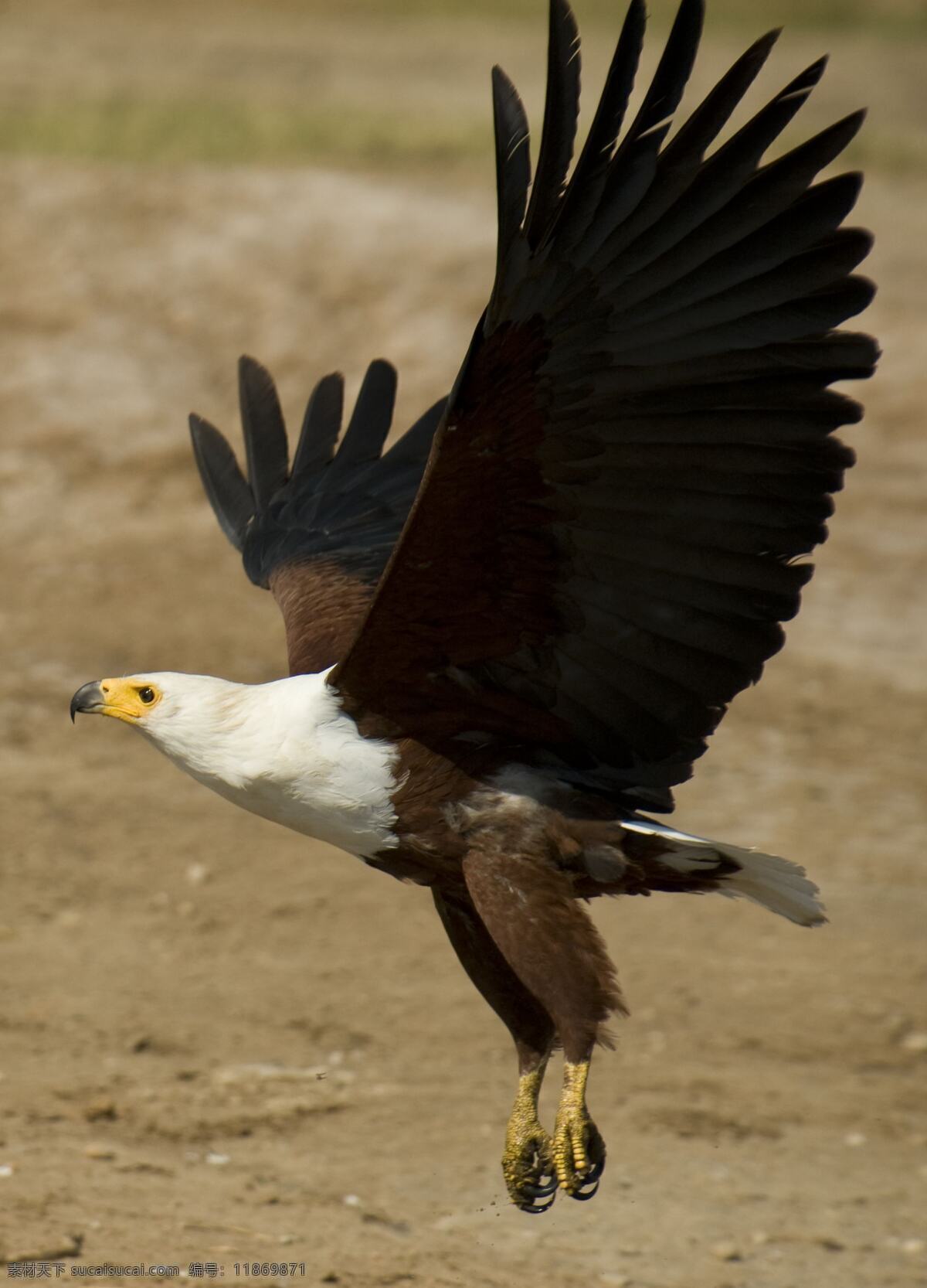 白头鹰 鹰 老鹰 雄鹰 飞鸟 飞翔 翱翔 飞禽走兽 生物世界 鸟类