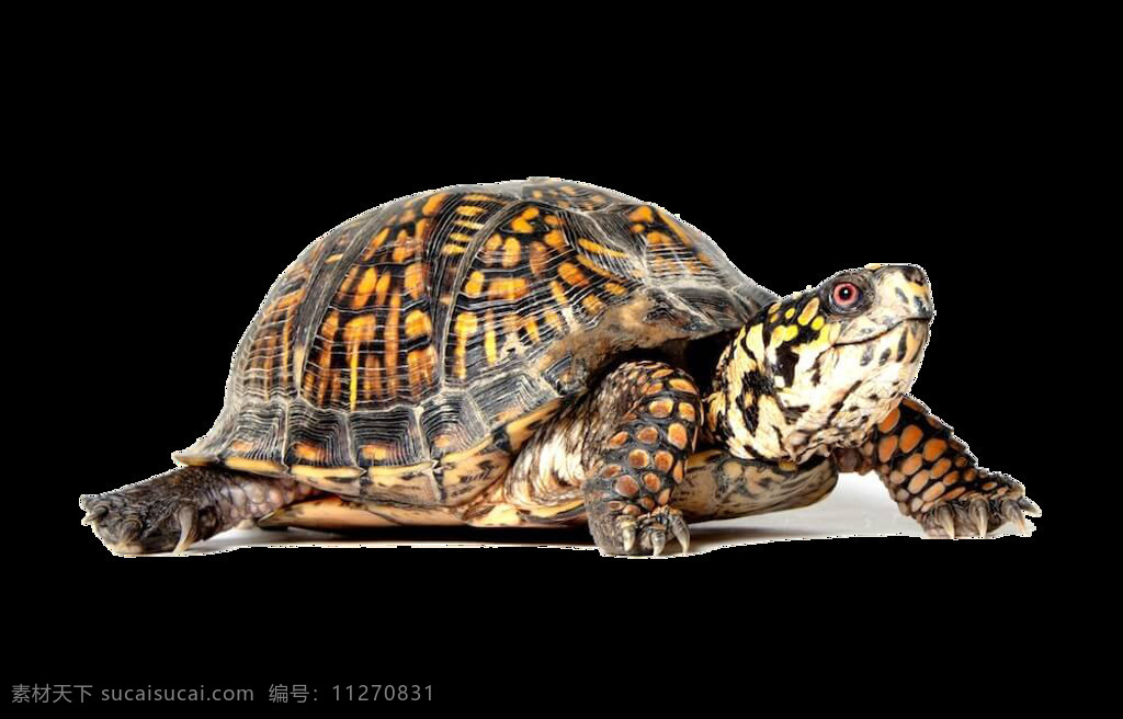 正在 走路 乌龟 免 抠 透明 乌龟照片 乌龟图片 宠物乌龟 可爱乌龟 乌龟广告图片 乌龟素材 乌龟海报图片