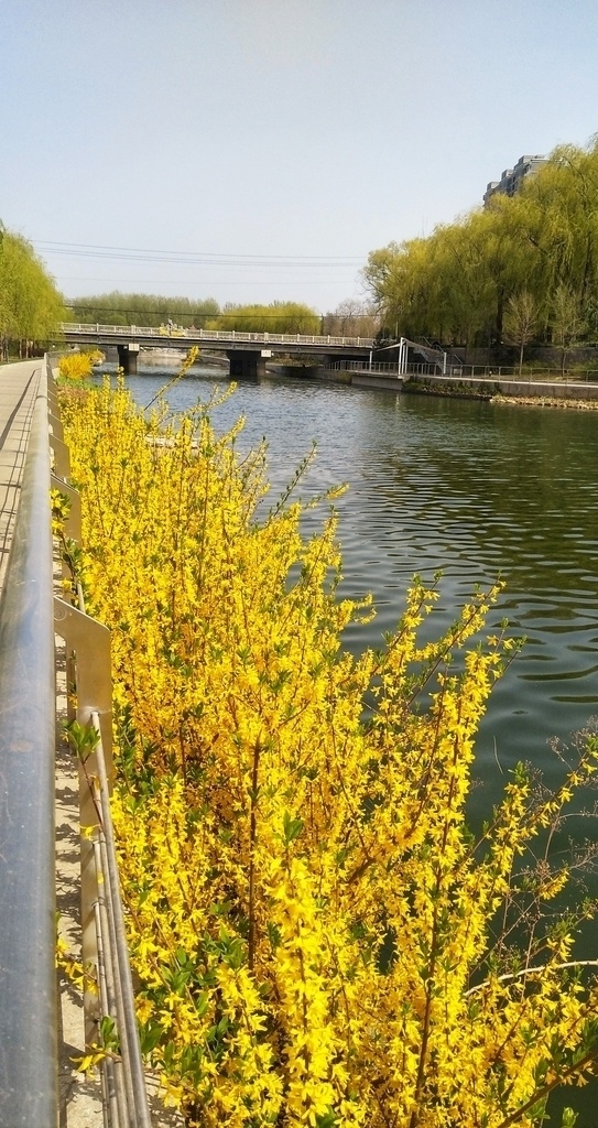 河边 风景 连翘 花 连翘花 鲜花 树叶 树枝 春色 春景 悠闲 度假 放松 黄色 摄影图 自然景观 自然风景