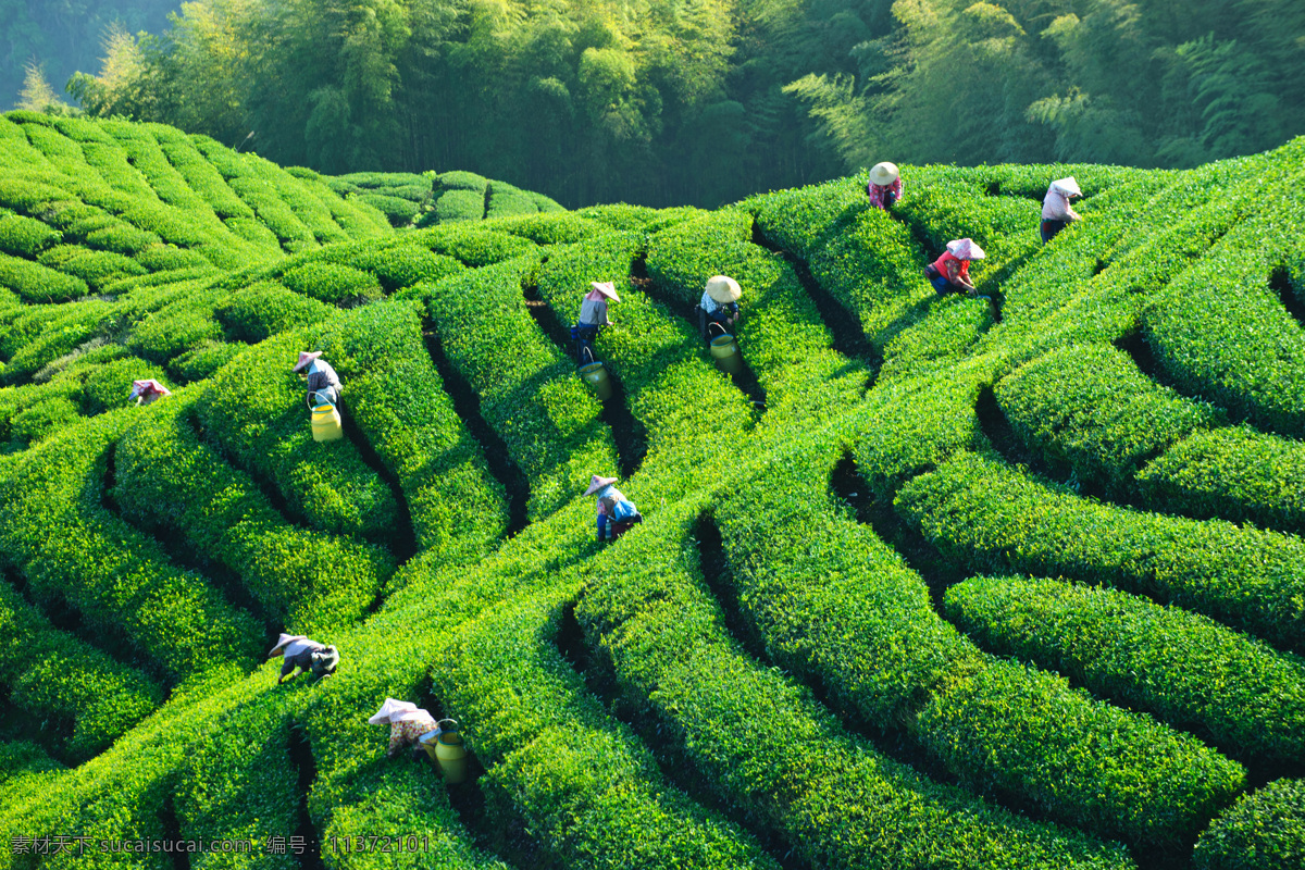 茶园景色 茶山风景 采茶 茶园 美丽风景 风景摄影 美丽景色 风景 自然景观 自然风景