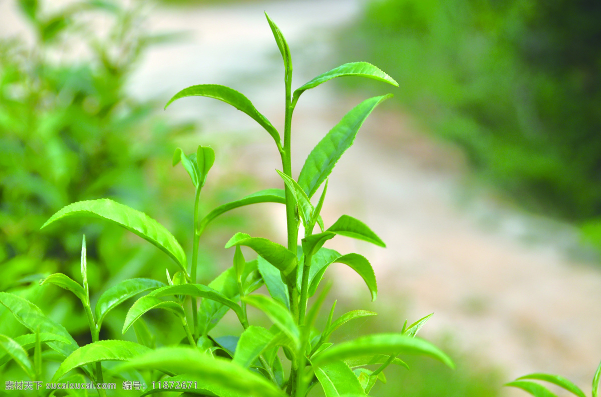 茶叶 生茶叶 铁观音 岩茶 红茶 茶 生物世界 树木树叶