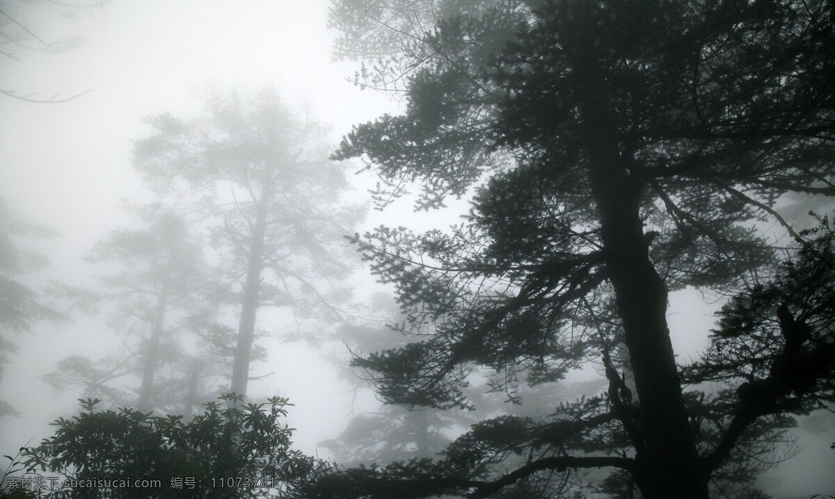 七月 瓦屋 山雾 景 树木 原始森林 云雾 自然风景 自然景观 雾景 海拔 米 如国画效果 psd源文件