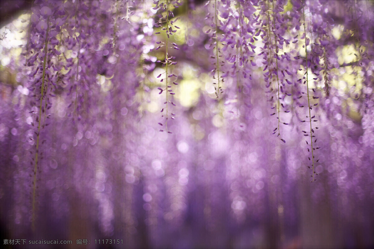 紫罗兰 唯美 梦幻 紫色 盛开 花草 生物世界