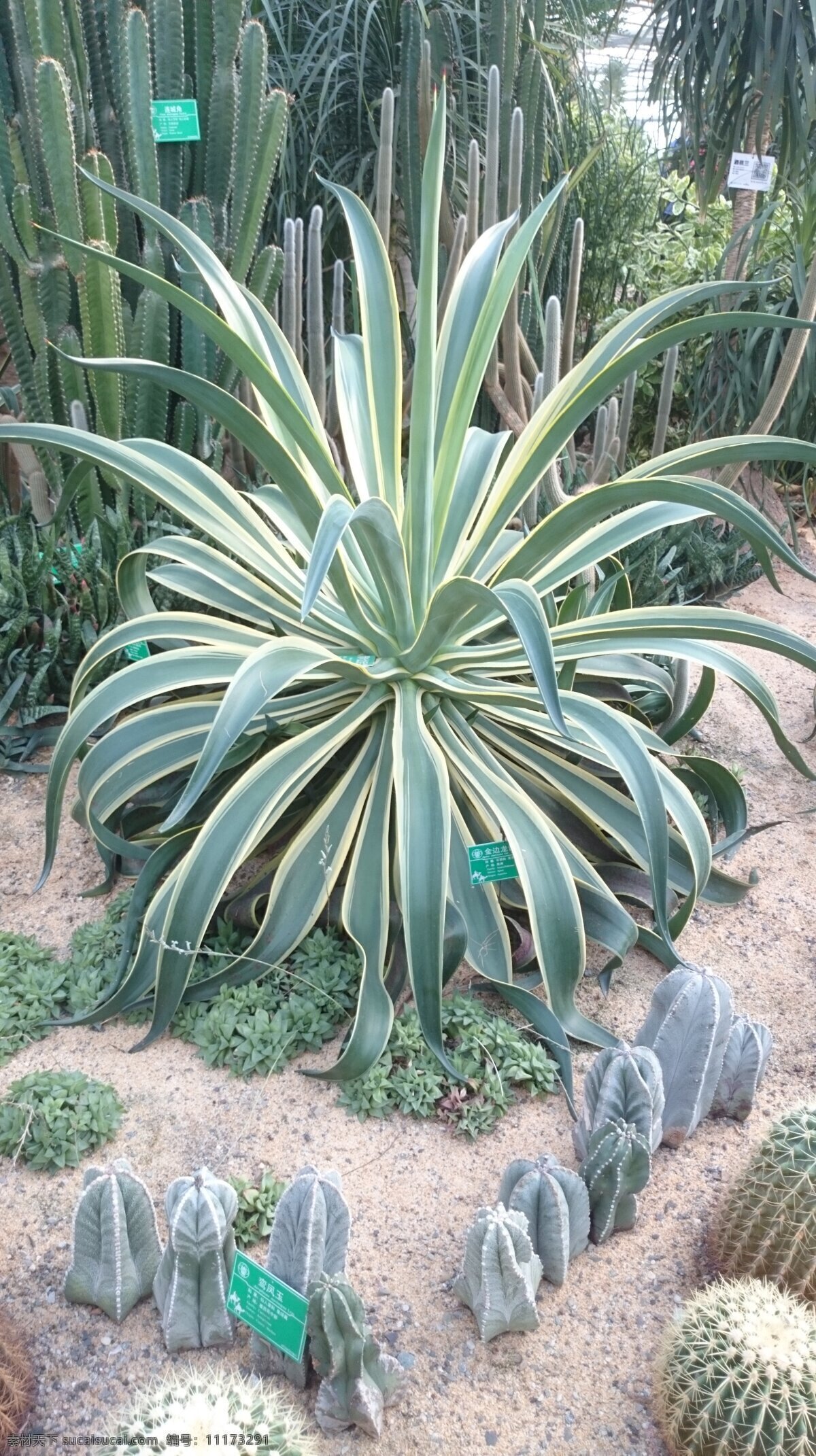 龙舌兰 金边 金边龙舌兰 兰花 热带 植物王国 生物世界 花草