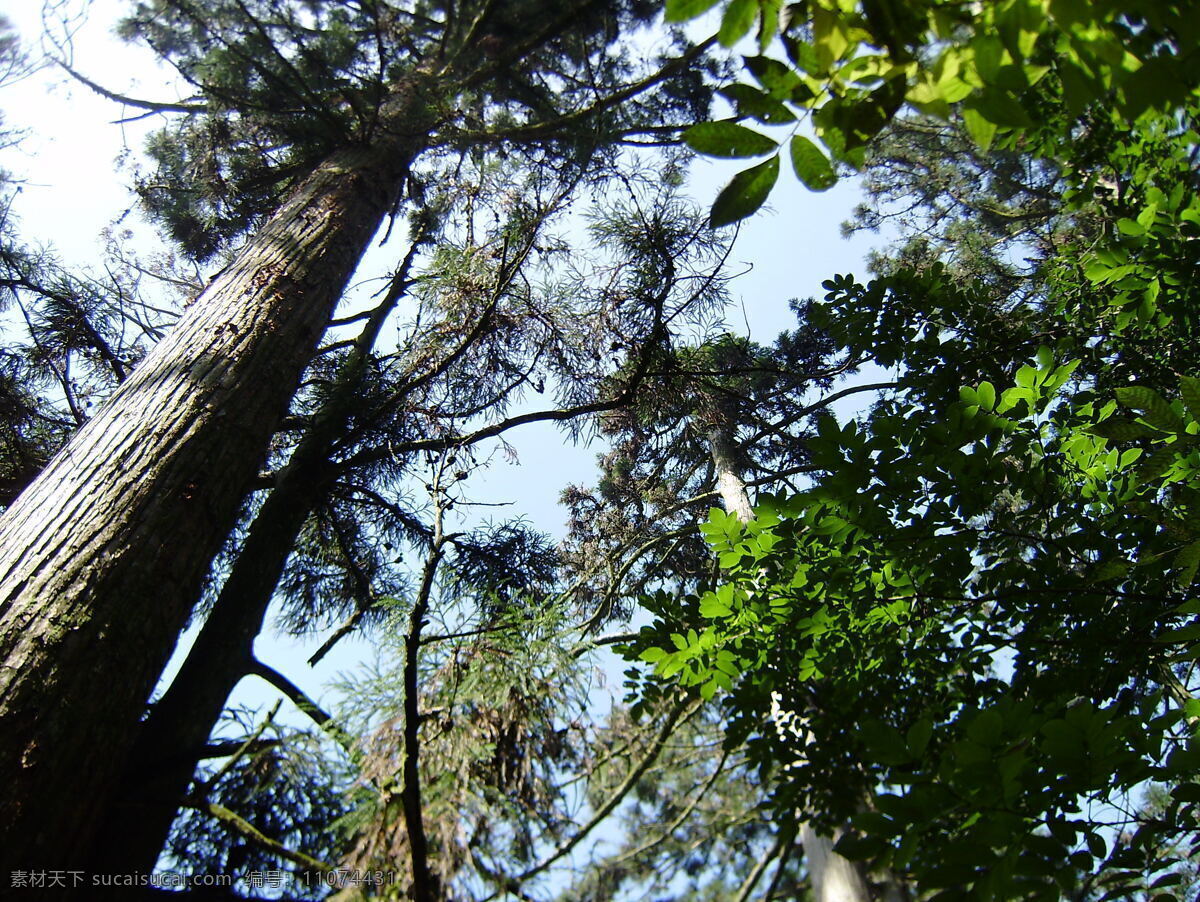 大树 包围 天空 西天目 天目山 树 参天大树 柳杉 旅游摄影 国内旅游 摄影图库