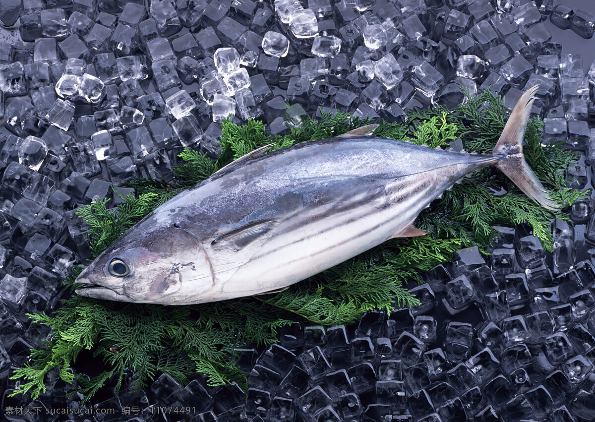 海鲜 海鱼 鱼类 游水海鲜 海洋生物 新鲜海鲜 冰冻海鲜 海鲜素材 海鲜食材 海洋资源 食物原料 餐饮美食 摄影图库 摄影图片 高清图片 印刷图片 生物世界