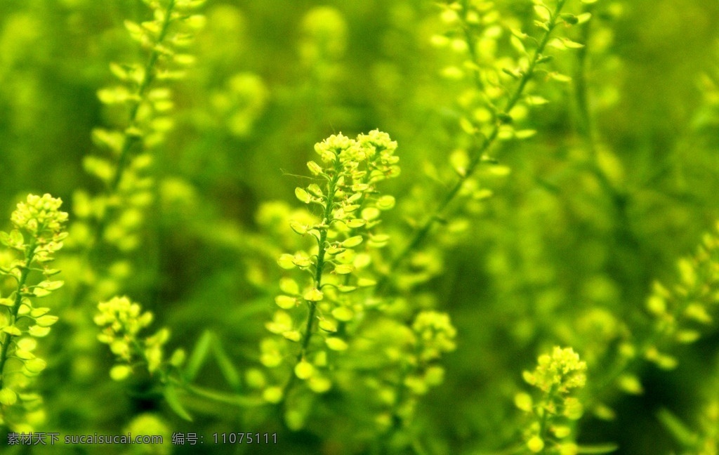 黄绿野花 植物 野花 灌木 黄色 绿色 浅景深 特写 清新 生物世界 花草