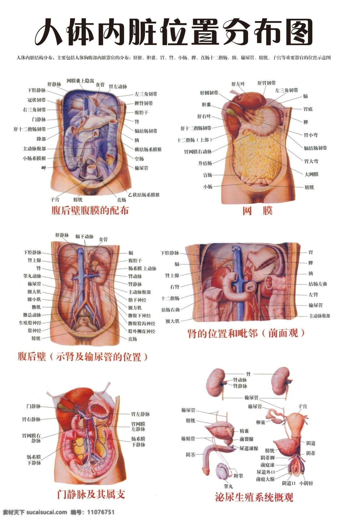 人体 内脏 位置 分布图 医 中医 结构 分层 源文件库 源文件
