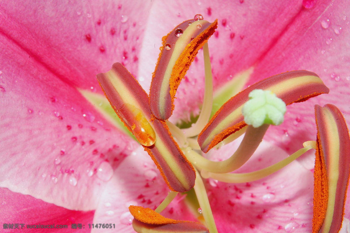 花蕊 生物世界 其他生物 动物昆虫花卉 摄影图库 300 粉色