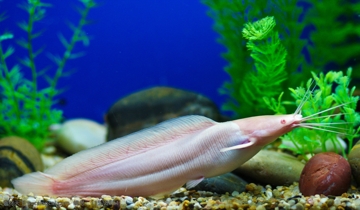 海洋生物 海底世界 海洋 礁石 生物世界 鱼 鱼类 珊蝴礁石 珊蝴 海底景色