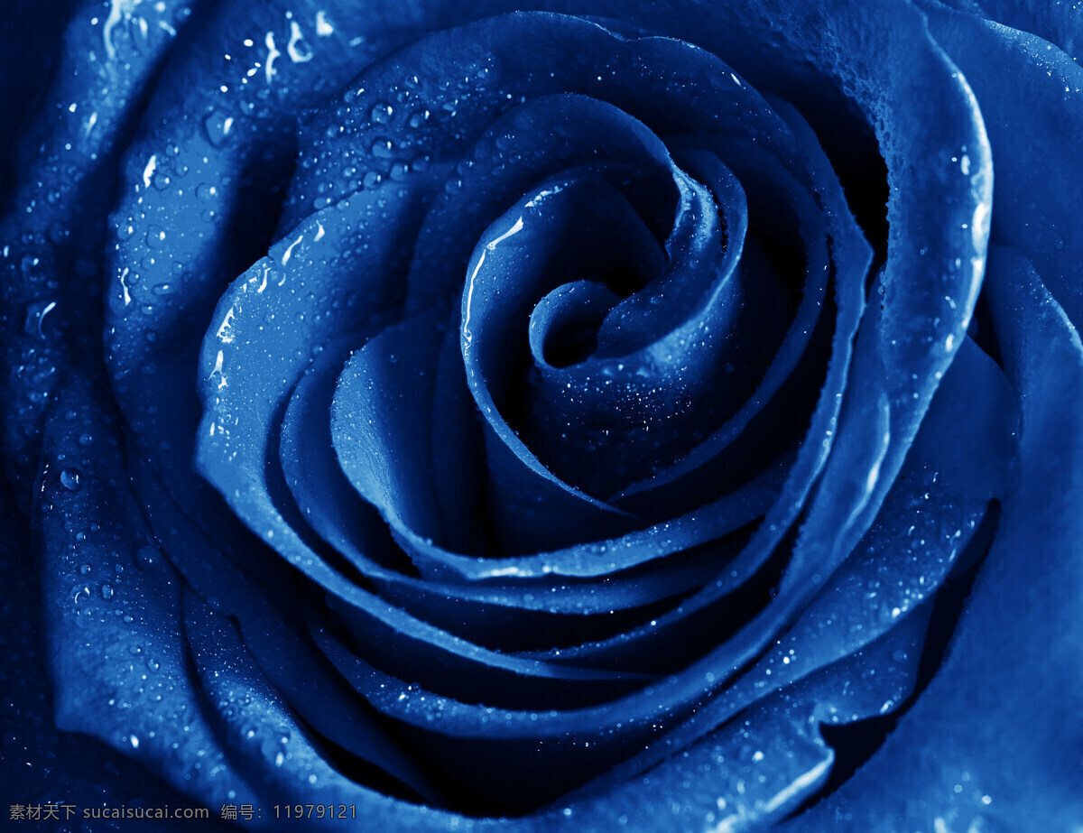 蓝 玫瑰 水珠 水滴 露水 鲜花 植物 玫瑰特写 玫瑰花摄影 花草 生物世界