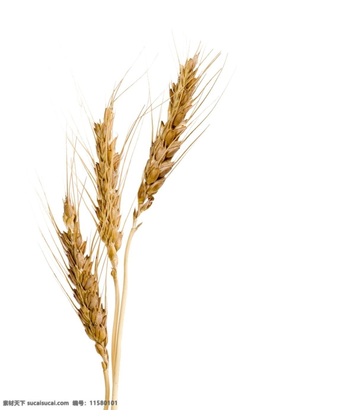 大麦 健康 麦子 食物 免抠麦子 psd源文件