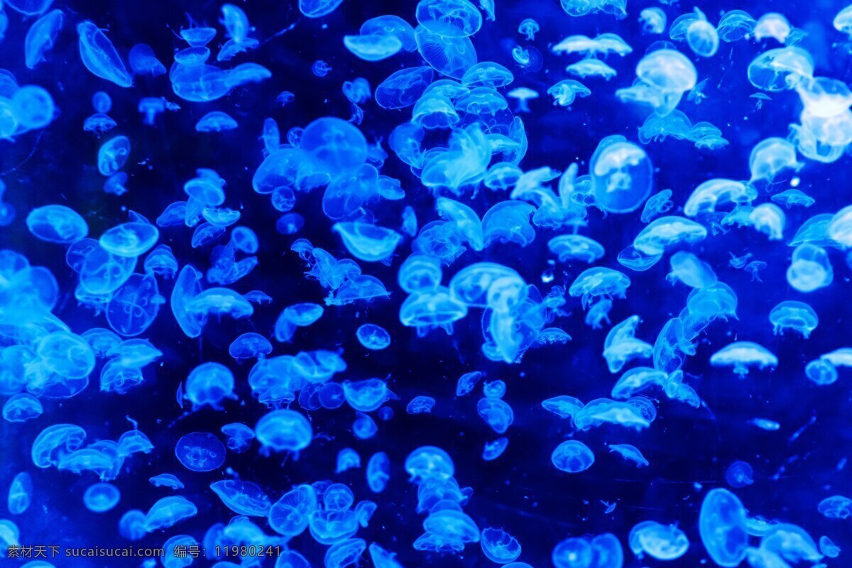 动物 蓝色 危险 黑暗 深鱼 浮动 发光 深海 鱼