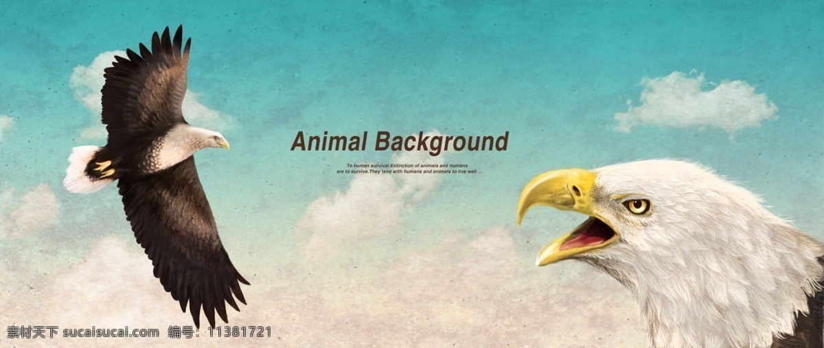 雄鹰 展翅 海报 背景 生物世界 动物乐园 动物展示 动物园 设计素材 动物展示海报 海报背景 复古海报 猎豹 野生动物 分层素材 动物海报 卡通动漫