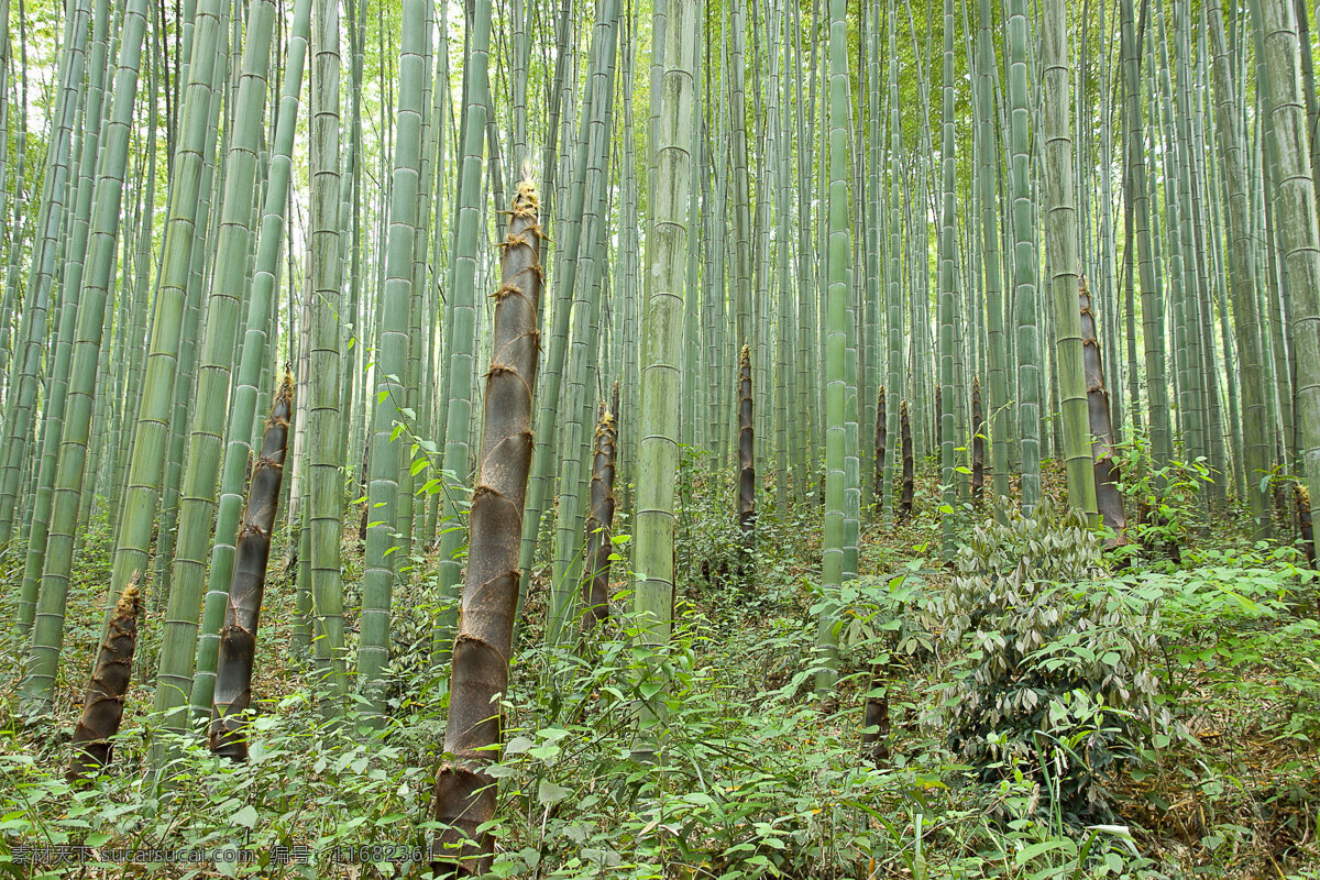 竹林 青草 生物世界 树木树叶 树叶 竹海 竹笋 竹子 矢量图 日常生活