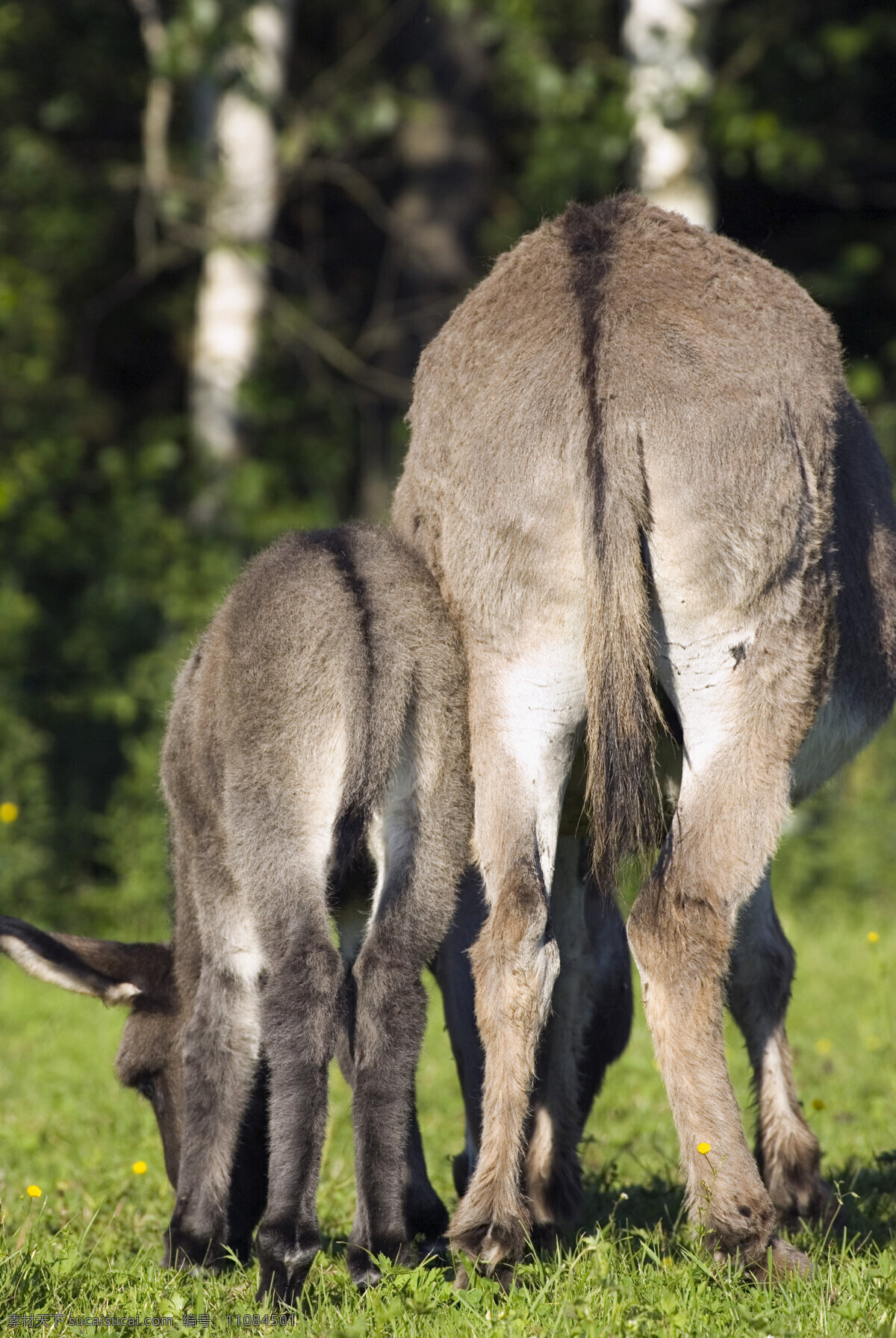 吃 草 驴 吃草 放牧 动物世界 摄影图 陆地动物 生物世界