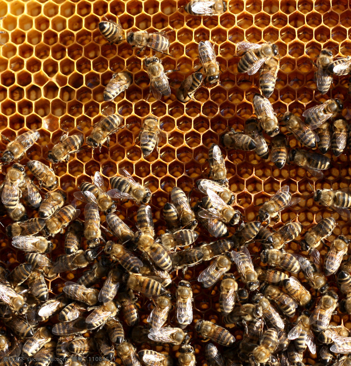 蜂窝 上 忙碌 蜜蜂 蜂蜜 蜂巢 补品 昆虫世界 生物世界