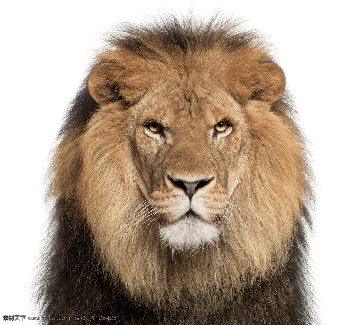 狮子头像图片 凶猛 野兽 兽中之王 狮子 头像图片 生物世界 野生动物