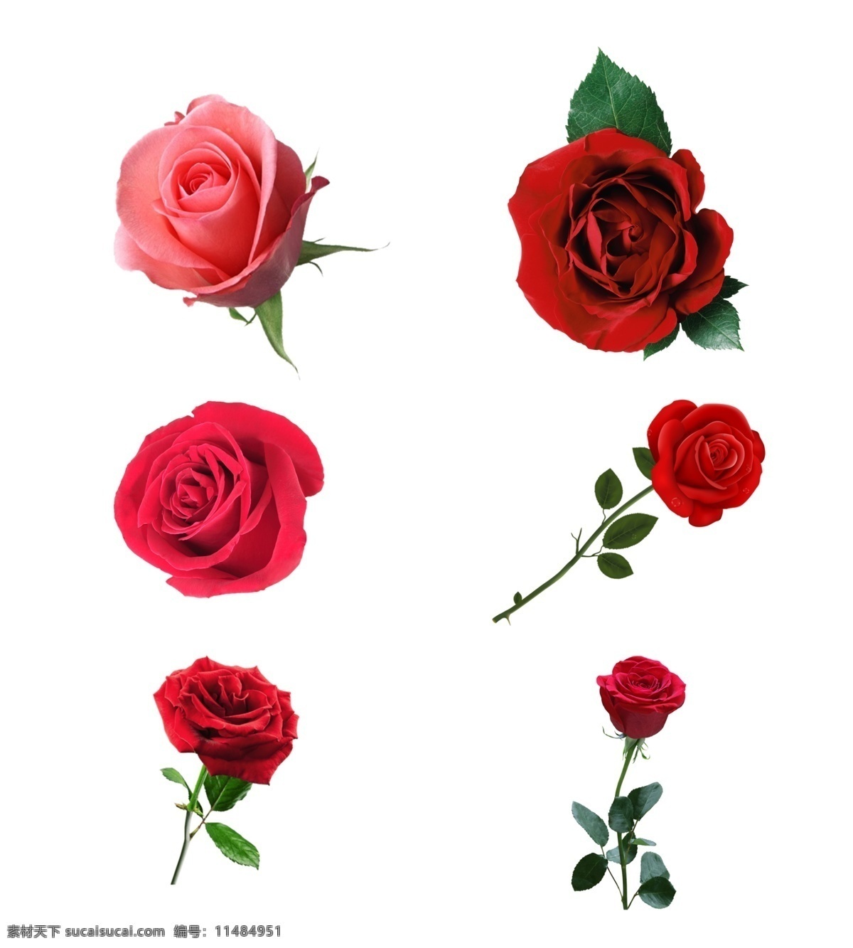 玫瑰花图片 玫瑰花 玫瑰花素材 水彩玫瑰 玫瑰花朵 玫瑰 玫瑰素材