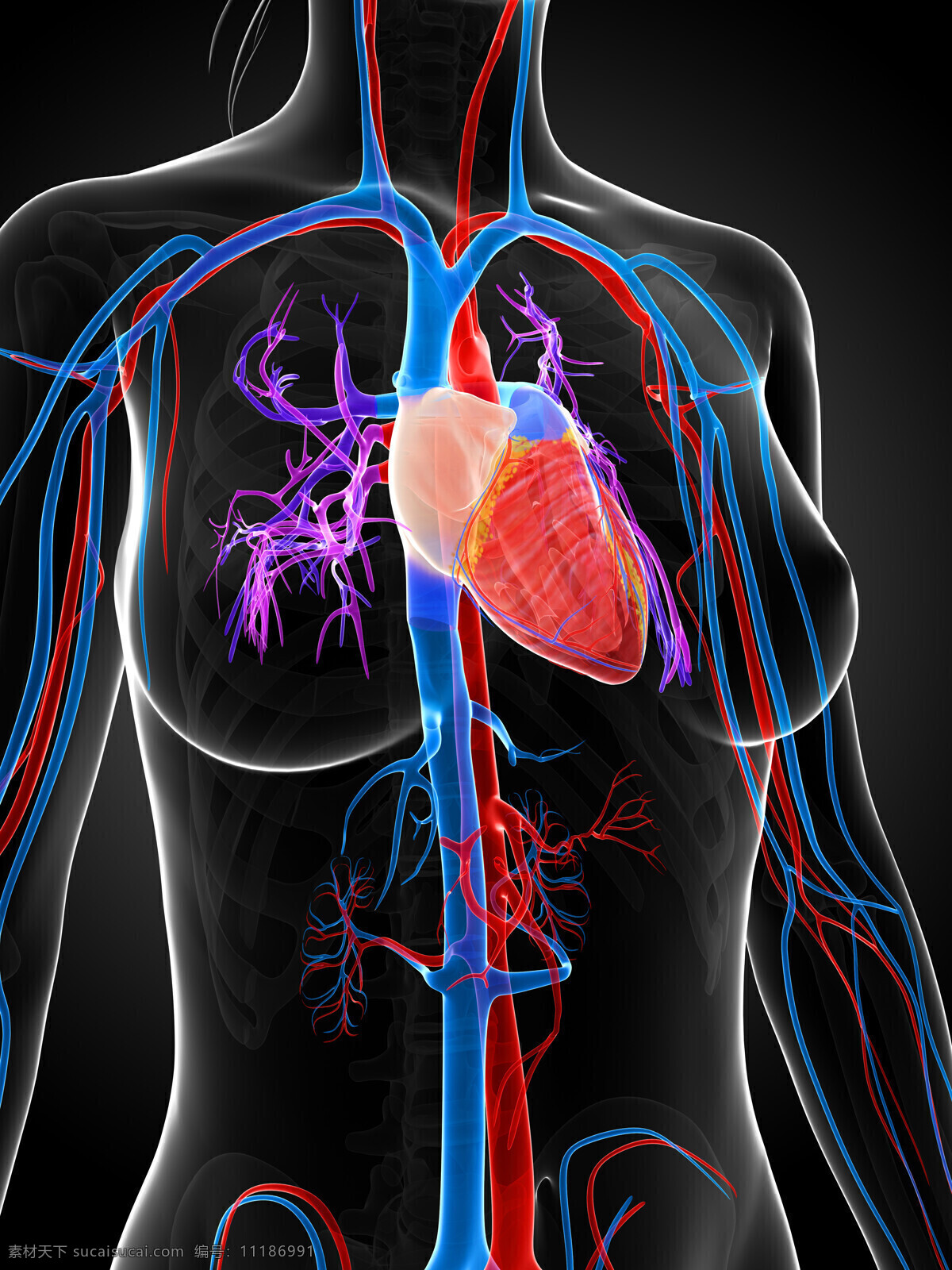 心脏 血管 组织 心脏血管 人体器官 人体器官组织 人体医学 医疗护理 现代科技