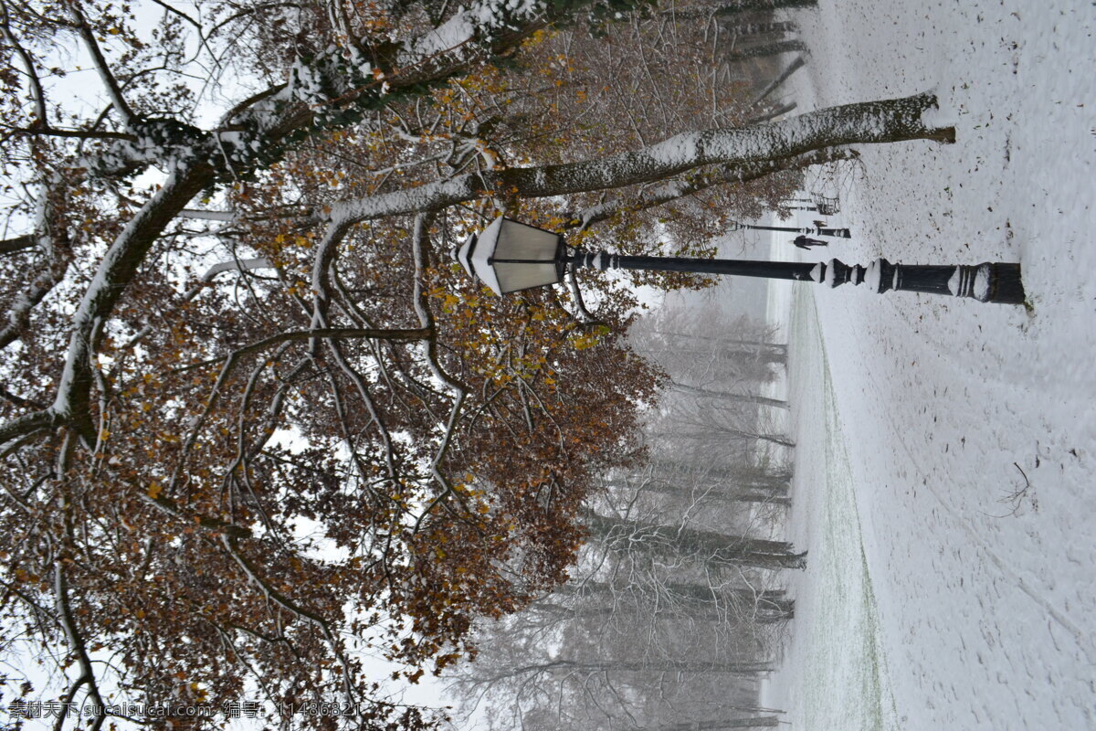 冬天 路灯 树木 大雪 风景图片 风景 自然景观 自然风景