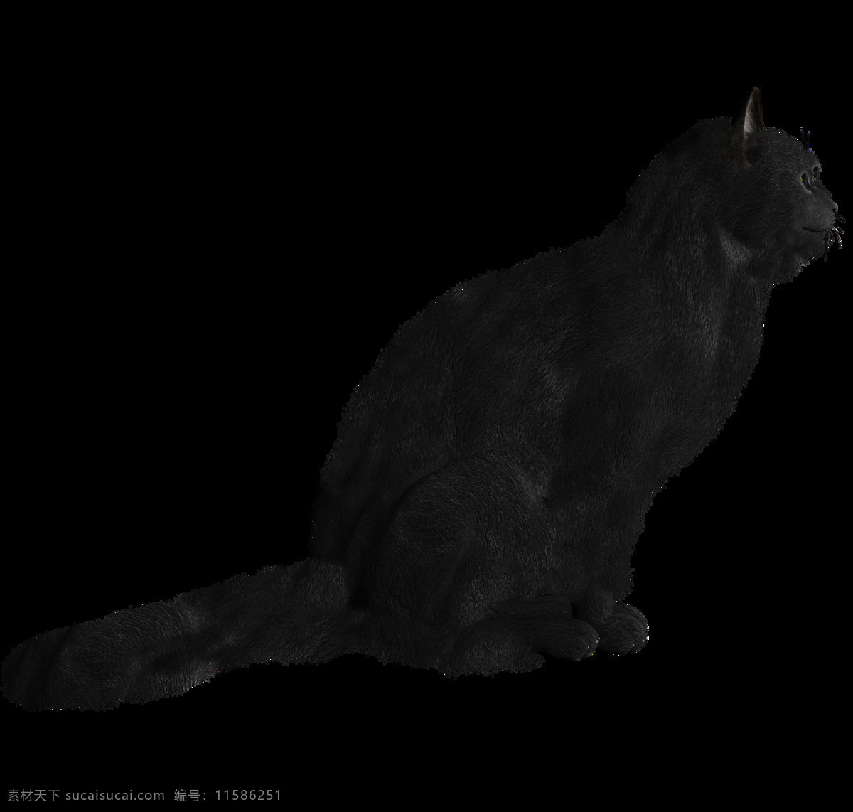 可爱 黑猫 免 抠 透明 图 层 猫科动物 可爱动物图片 家禽 家畜 动物大全 野生动物 世界 上 最 萌 动物 可爱小狗图片 死人 小 动物图片 野生动物图片 萌宠图片