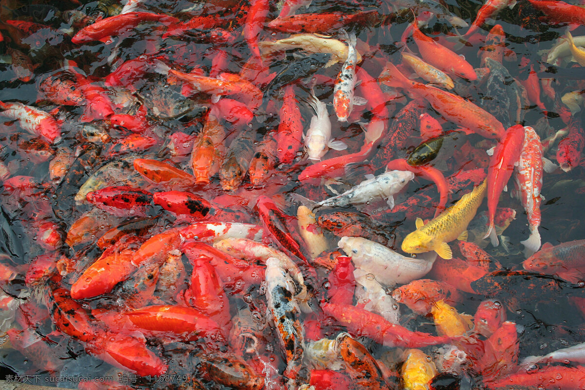 鲤鱼 成群 锦鲤 生物世界 水池 鱼类 鲤鱼成群 鲤鱼群