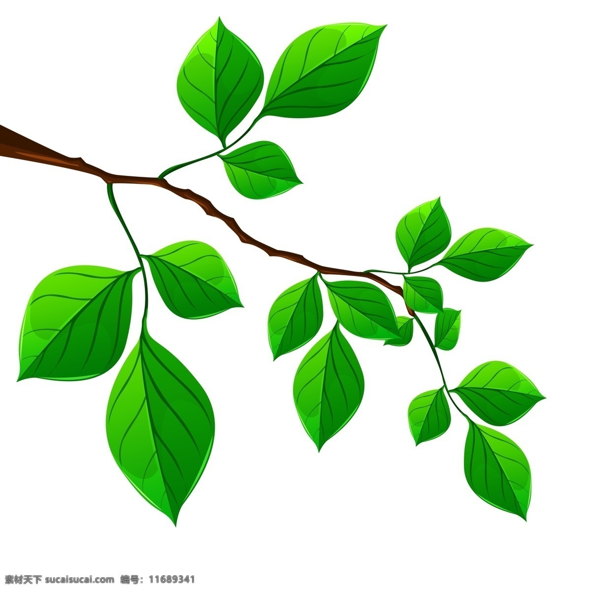 树枝 树叶 商用 绿色 植物 绿色叶子 树 枝条 绿叶